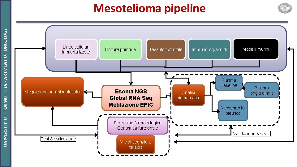 UNIVERSITY OF TORINO – DEPARTMENT OF ONCOLOGY Mesotelioma pipeline Linee cellulari immortalizzate Colture primarie