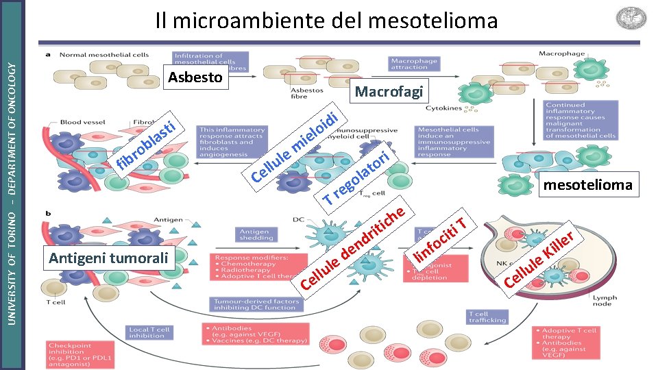 UNIVERSITY OF TORINO – DEPARTMENT OF ONCOLOGY Il microambiente del mesotelioma Asbesto Macrofagi sti