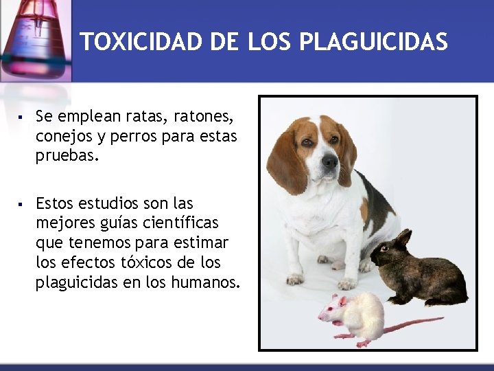 TOXICIDAD DE LOS PLAGUICIDAS § Se emplean ratas, ratones, conejos y perros para estas