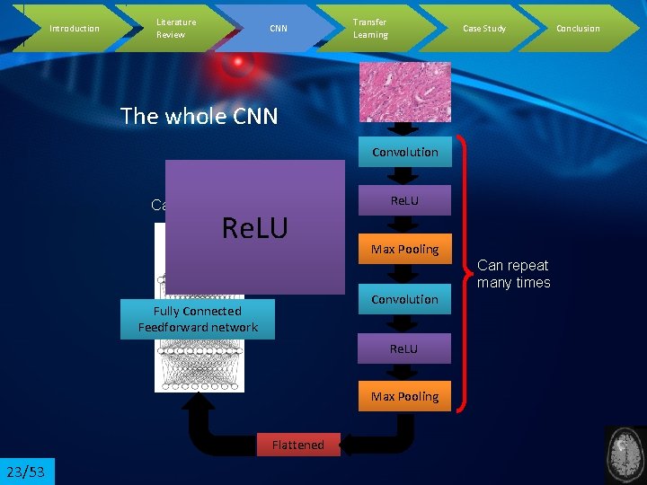 Introduction Literature Review CNN Transfer Learning Case Study The whole CNN Convolution Cancer Benign