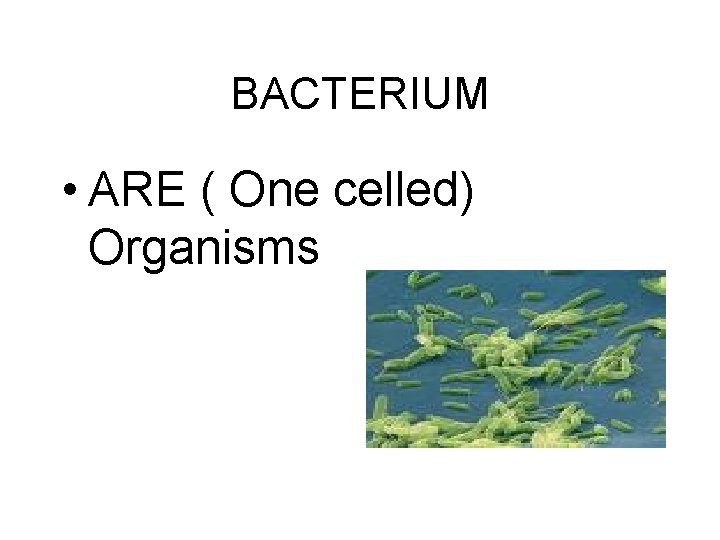 BACTERIUM • ARE ( One celled) Organisms 