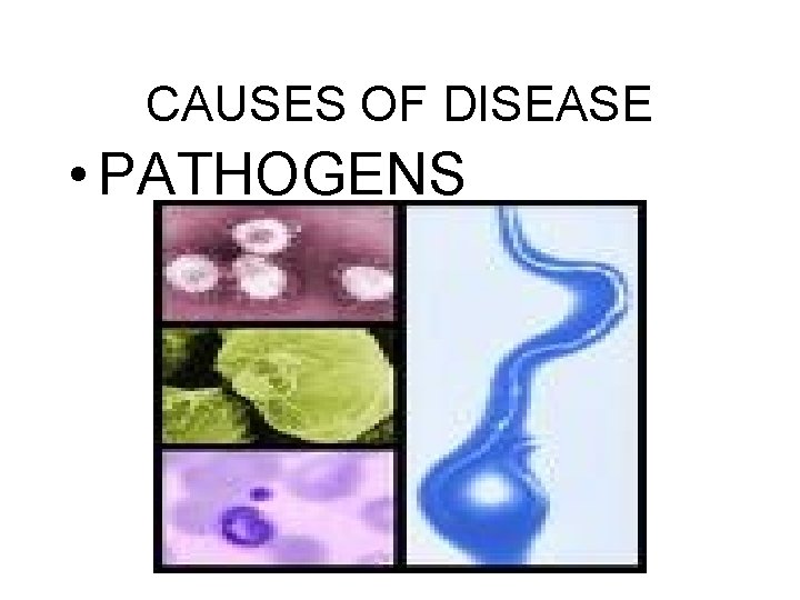 CAUSES OF DISEASE • PATHOGENS 