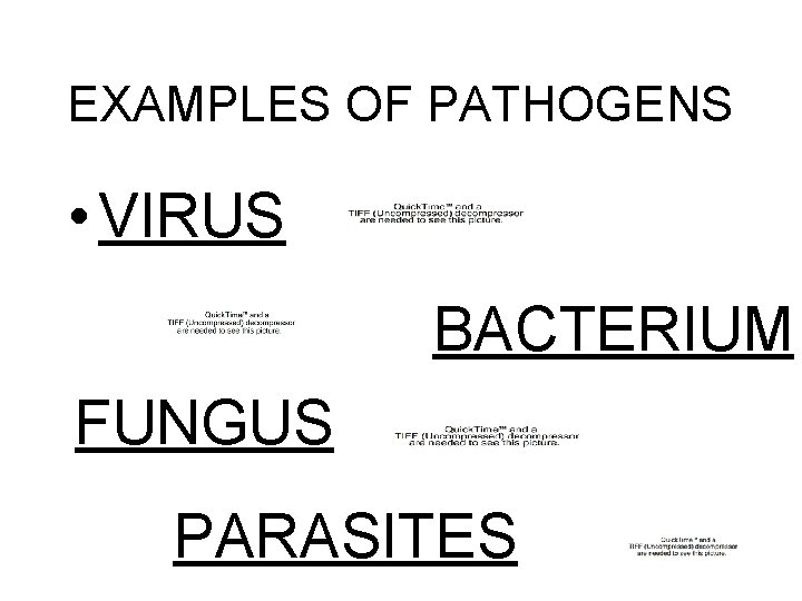 EXAMPLES OF PATHOGENS • VIRUS BACTERIUM FUNGUS PARASITES 