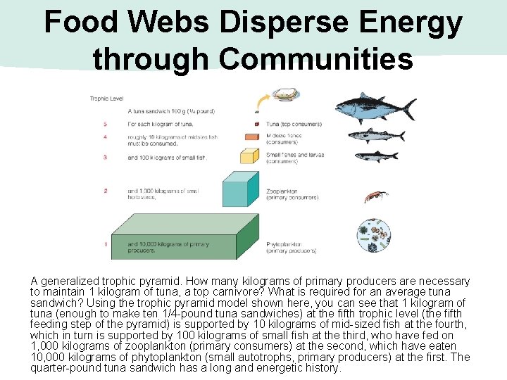 Food Webs Disperse Energy through Communities A generalized trophic pyramid. How many kilograms of