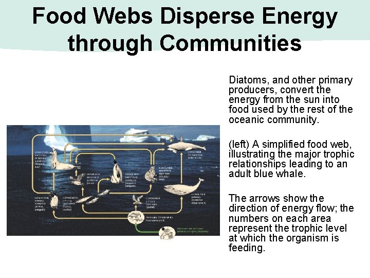 Food Webs Disperse Energy through Communities Diatoms, and other primary producers, convert the energy