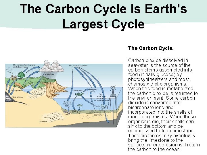 The Carbon Cycle Is Earth’s Largest Cycle The Carbon Cycle. Carbon dioxide dissolved in