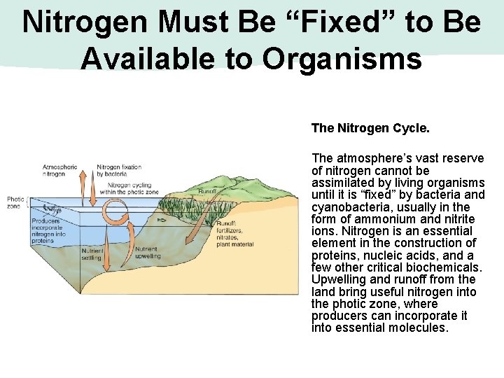 Nitrogen Must Be “Fixed” to Be Available to Organisms The Nitrogen Cycle. The atmosphere’s