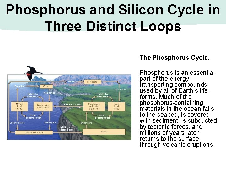 Phosphorus and Silicon Cycle in Three Distinct Loops The Phosphorus Cycle. Phosphorus is an