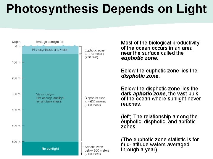 Photosynthesis Depends on Light Most of the biological productivity of the ocean occurs in