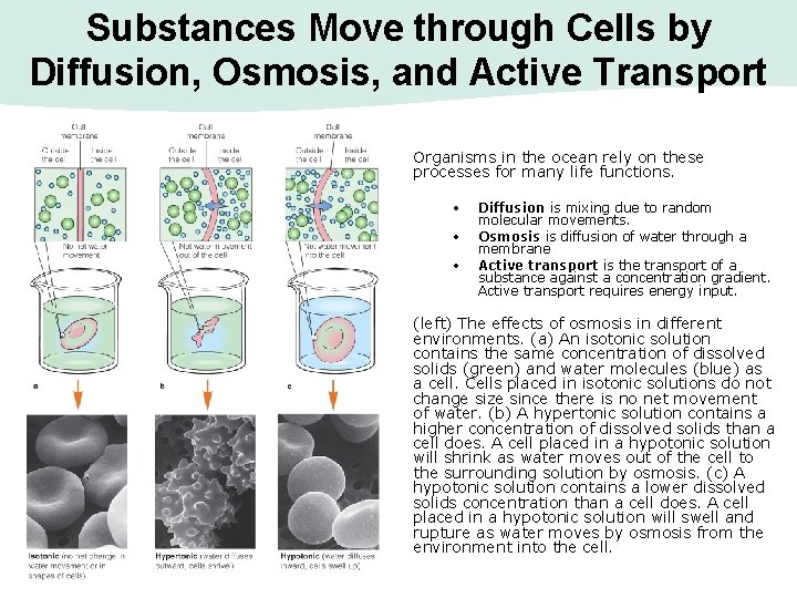 Substances Move through Cells by Diffusion, Osmosis, and Active Transport Organisms in the ocean