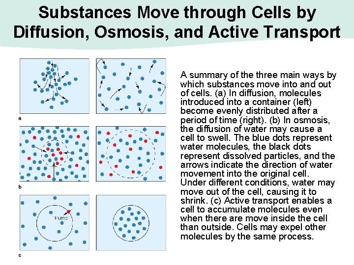 Substances Move through Cells by Diffusion, Osmosis, and Active Transport A summary of the