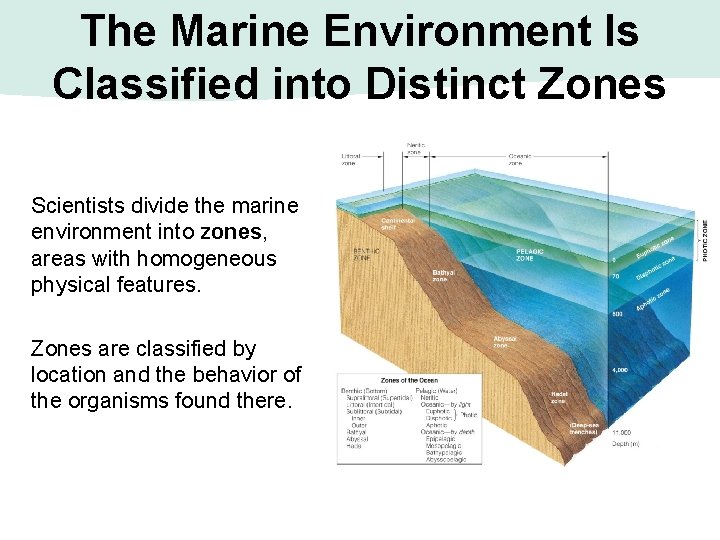 The Marine Environment Is Classified into Distinct Zones Scientists divide the marine environment into