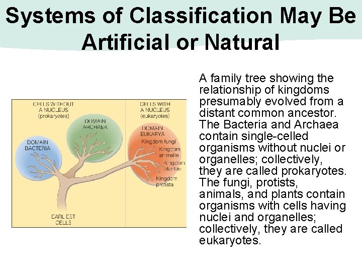 Systems of Classification May Be Artificial or Natural A family tree showing the relationship