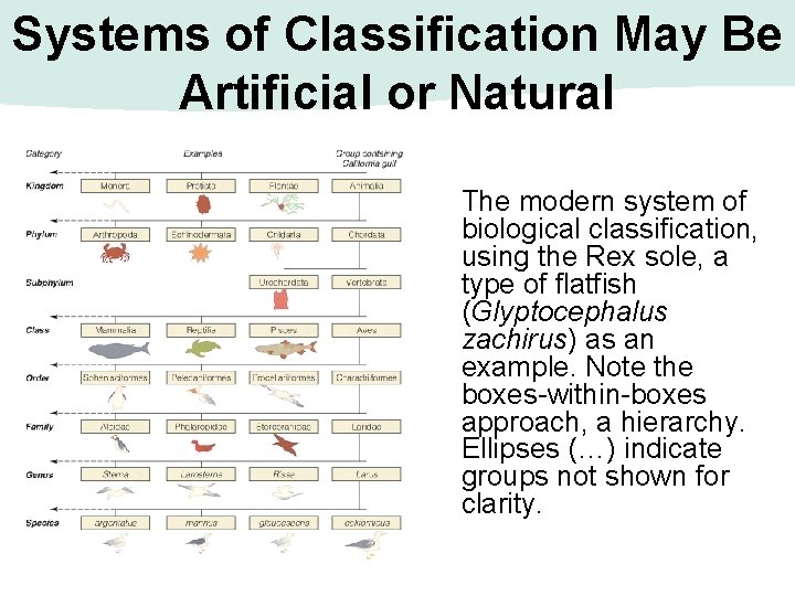 Systems of Classification May Be Artificial or Natural The modern system of biological classification,
