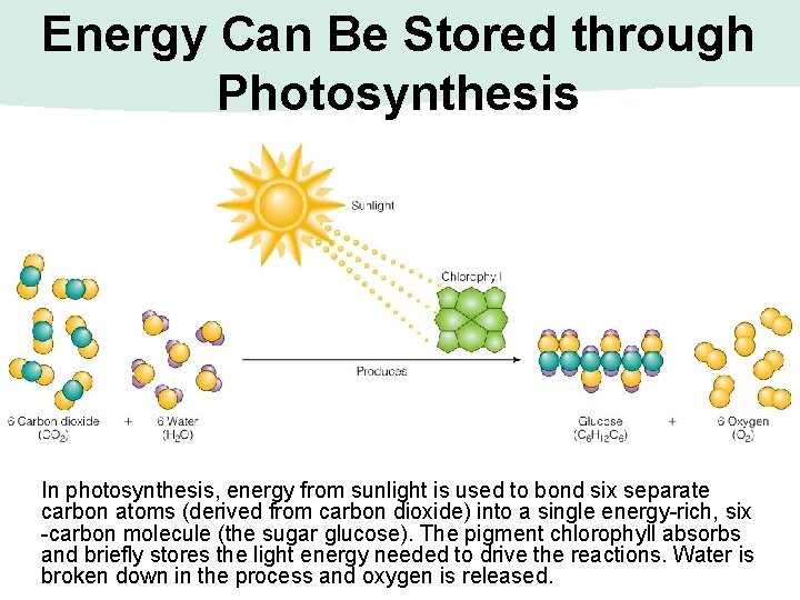 Energy Can Be Stored through Photosynthesis In photosynthesis, energy from sunlight is used to
