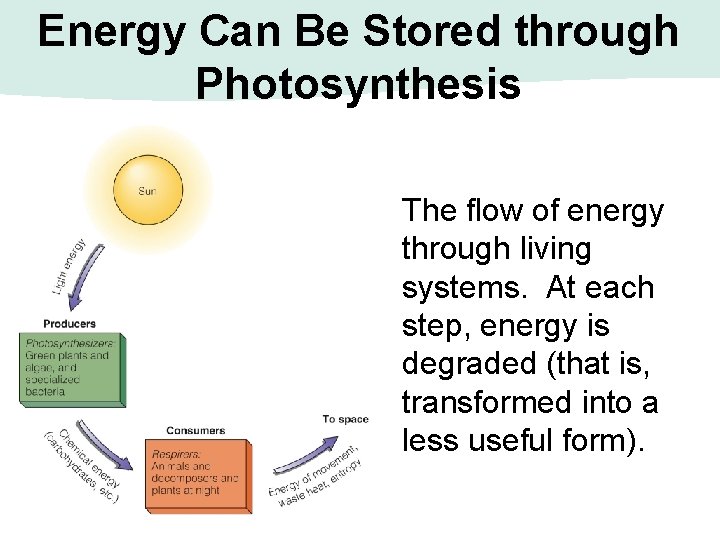Energy Can Be Stored through Photosynthesis The flow of energy through living systems. At