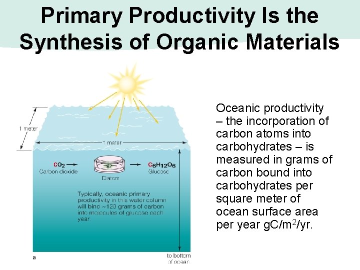 Primary Productivity Is the Synthesis of Organic Materials Oceanic productivity – the incorporation of