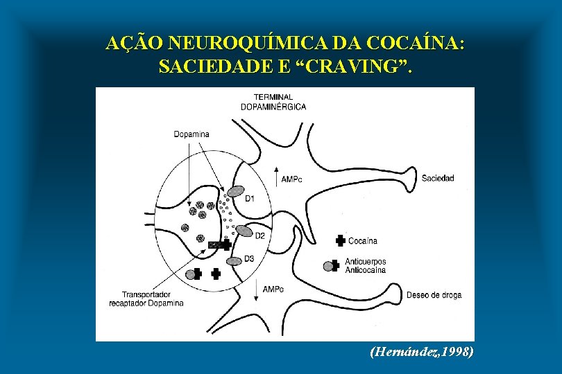 AÇÃO NEUROQUÍMICA DA COCAÍNA: SACIEDADE E “CRAVING”. (Hernández, 1998) 