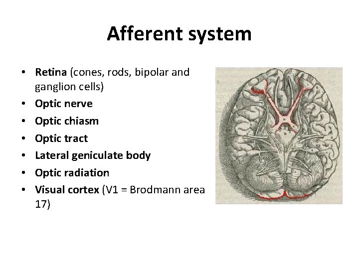 Afferent system • Retina (cones, rods, bipolar and ganglion cells) • Optic nerve •