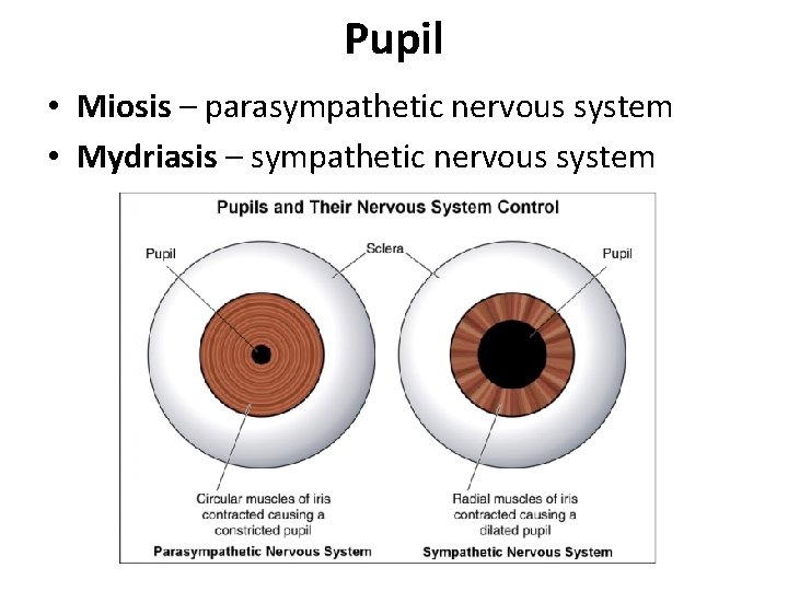 Pupil • Miosis – parasympathetic nervous system • Mydriasis – sympathetic nervous system 