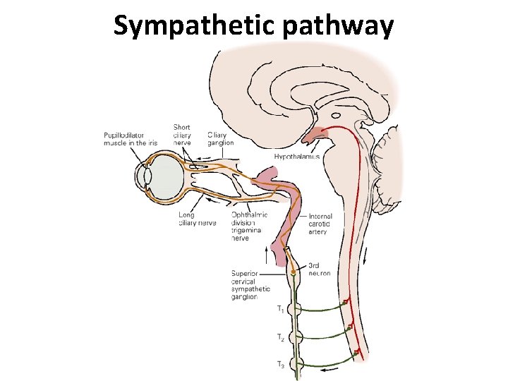 Sympathetic pathway 