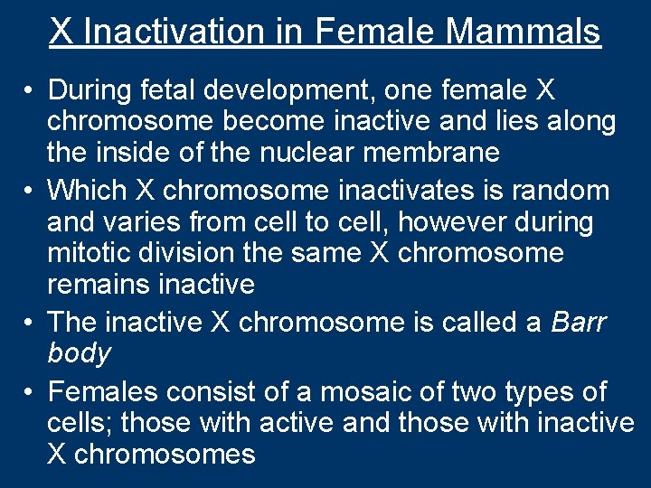 X Inactivation in Female Mammals • During fetal development, one female X chromosome become