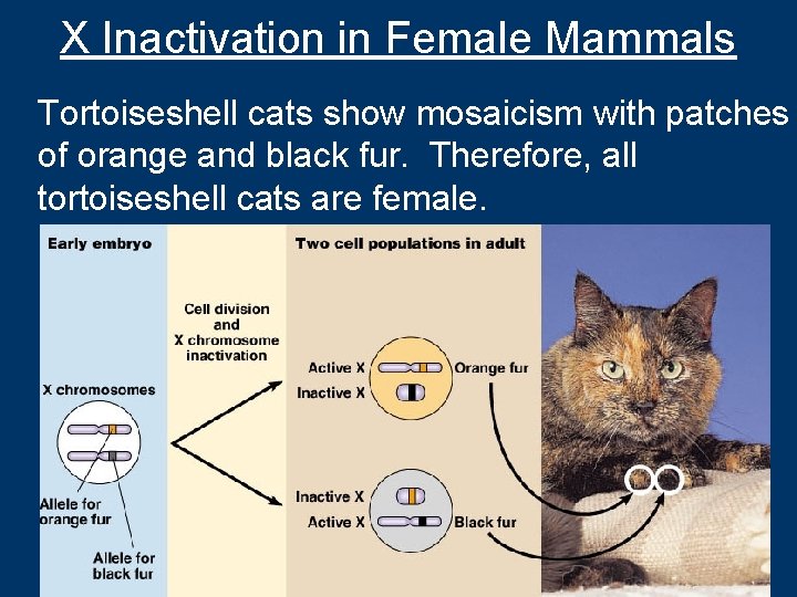 X Inactivation in Female Mammals Tortoiseshell cats show mosaicism with patches of orange and