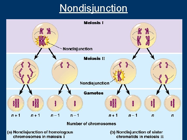 Nondisjunction 