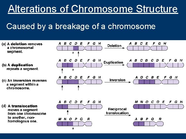 Alterations of Chromosome Structure Caused by a breakage of a chromosome 