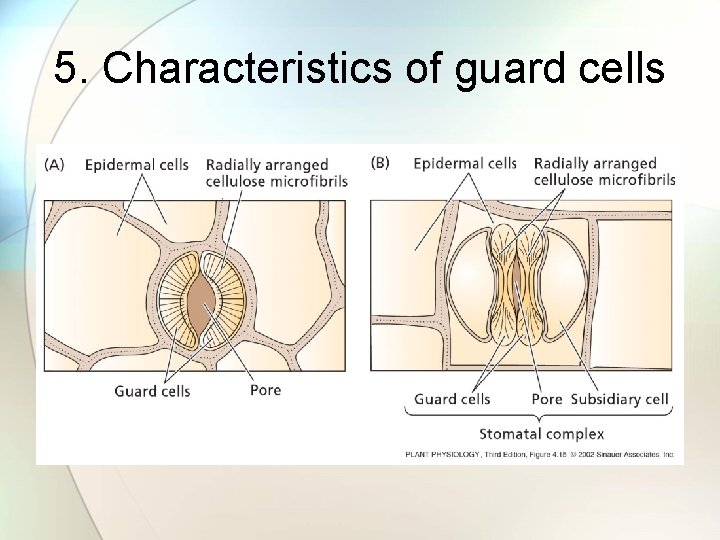 5. Characteristics of guard cells 