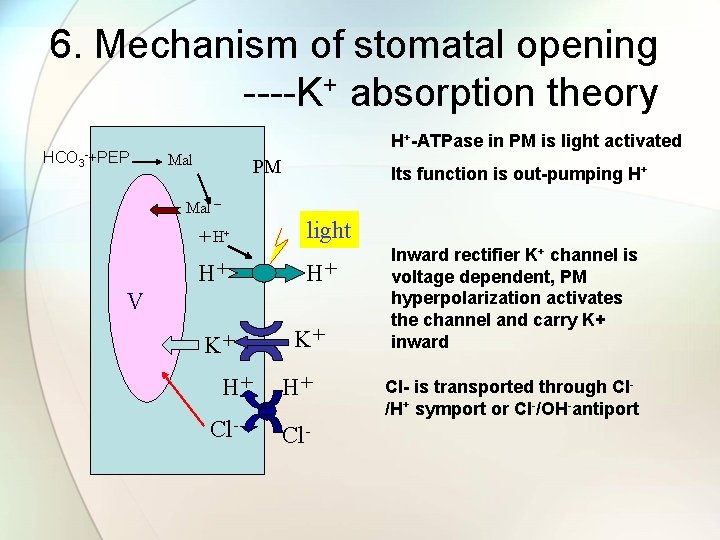 6. Mechanism of stomatal opening ----K+ absorption theory HCO 3 -+PEP H+-ATPase in PM
