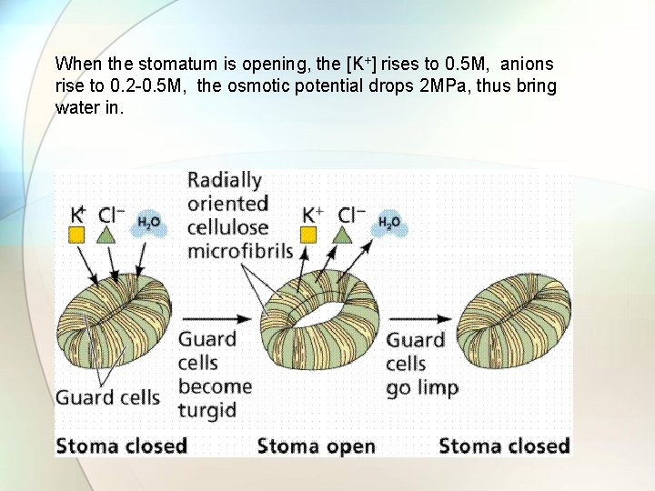 When the stomatum is opening, the [K+] rises to 0. 5 M, anions rise