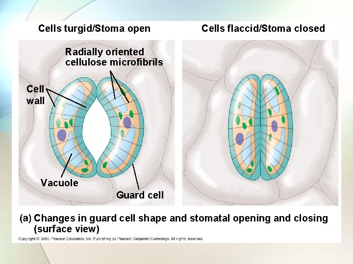 Cells turgid/Stoma open Cells flaccid/Stoma closed Radially oriented cellulose microfibrils Cell wall Vacuole Guard