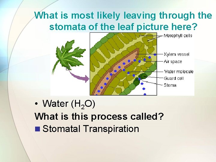 What is most likely leaving through the stomata of the leaf picture here? •