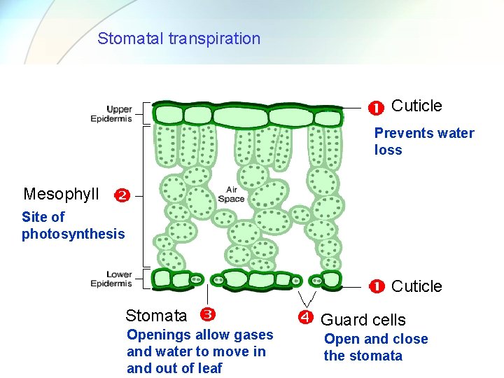 Stomatal transpiration Cuticle Prevents water loss Mesophyll Site of photosynthesis Cuticle Stomata Openings allow