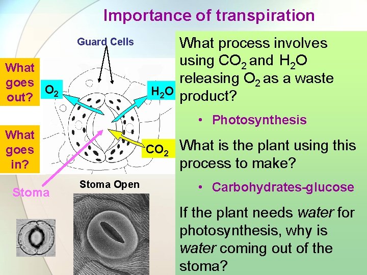 Importance of transpiration Guard Cells What goes O 2 out? What process involves Guard