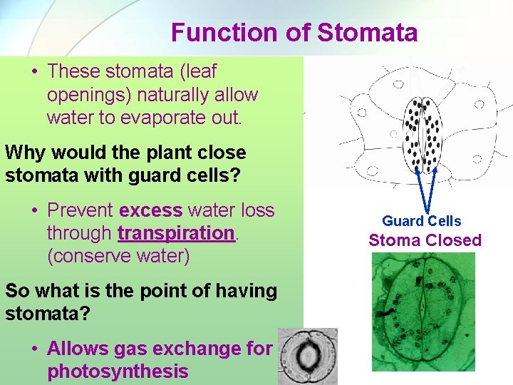 Function of Stomata • These stomata (leaf openings) naturally allow water to evaporate out.