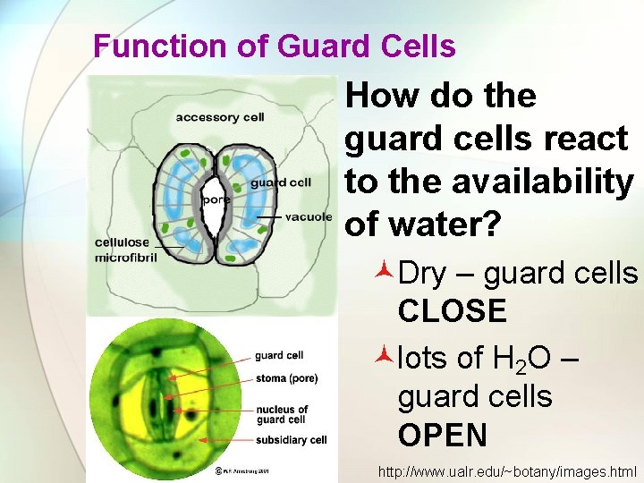 Function of Guard Cells How do the guard cells react to the availability of