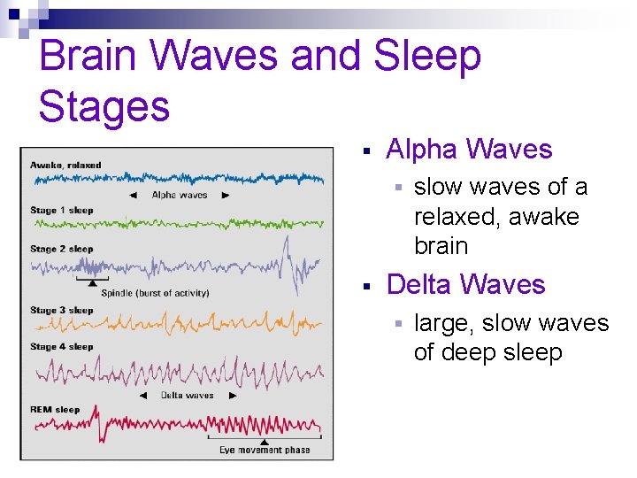 Brain Waves and Sleep Stages § Alpha Waves § § slow waves of a