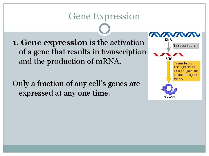 Gene Expression 1. Gene expression is the activation of a gene that results in