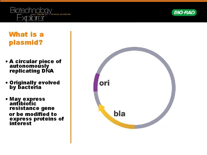 What is a plasmid? • A circular piece of autonomously replicating DNA • Originally