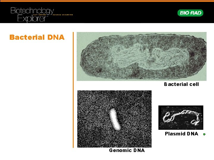 Bacterial DNA Bacterial cell Plasmid DNA Genomic DNA 