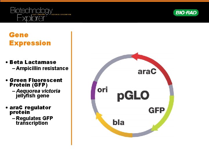 Gene Expression • Beta Lactamase – Ampicillin resistance • Green Fluorescent Protein (GFP) –