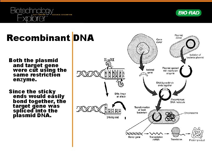 Recombinant DNA Both the plasmid and target gene were cut using the same restriction