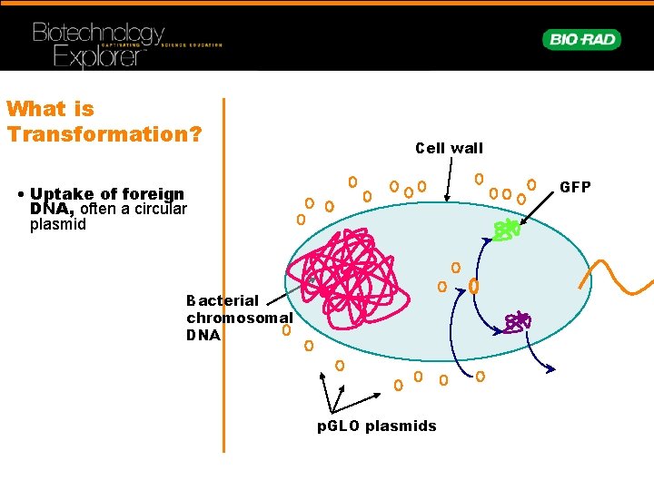 What is Transformation? Cell wall GFP • Uptake of foreign DNA, often a circular