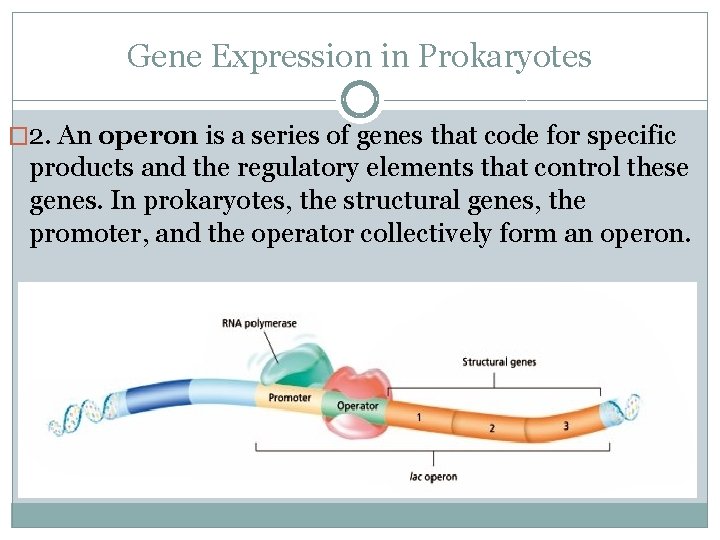 Gene Expression in Prokaryotes � 2. An operon is a series of genes that