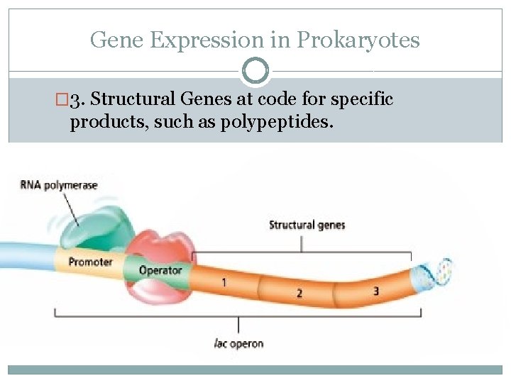 Gene Expression in Prokaryotes � 3. Structural Genes at code for specific products, such