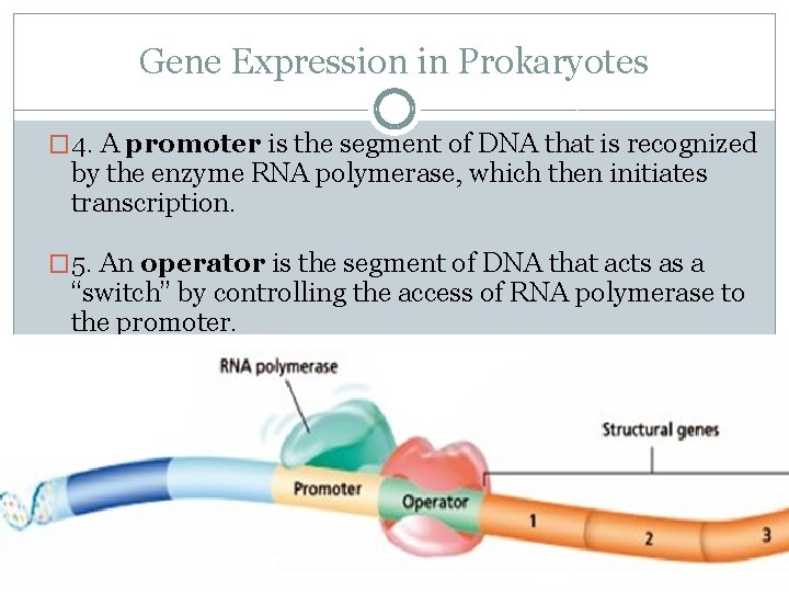 Gene Expression in Prokaryotes � 4. A promoter is the segment of DNA that