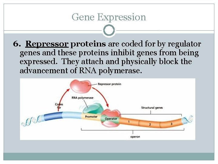 Gene Expression 6. Repressor proteins are coded for by regulator genes and these proteins