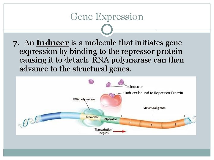 Gene Expression 7. An Inducer is a molecule that initiates gene expression by binding